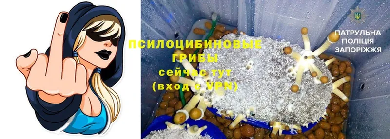 где продают наркотики  Каргат  OMG сайт  Псилоцибиновые грибы MAGIC MUSHROOMS 